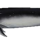 Cetacean
